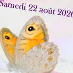 Papillon